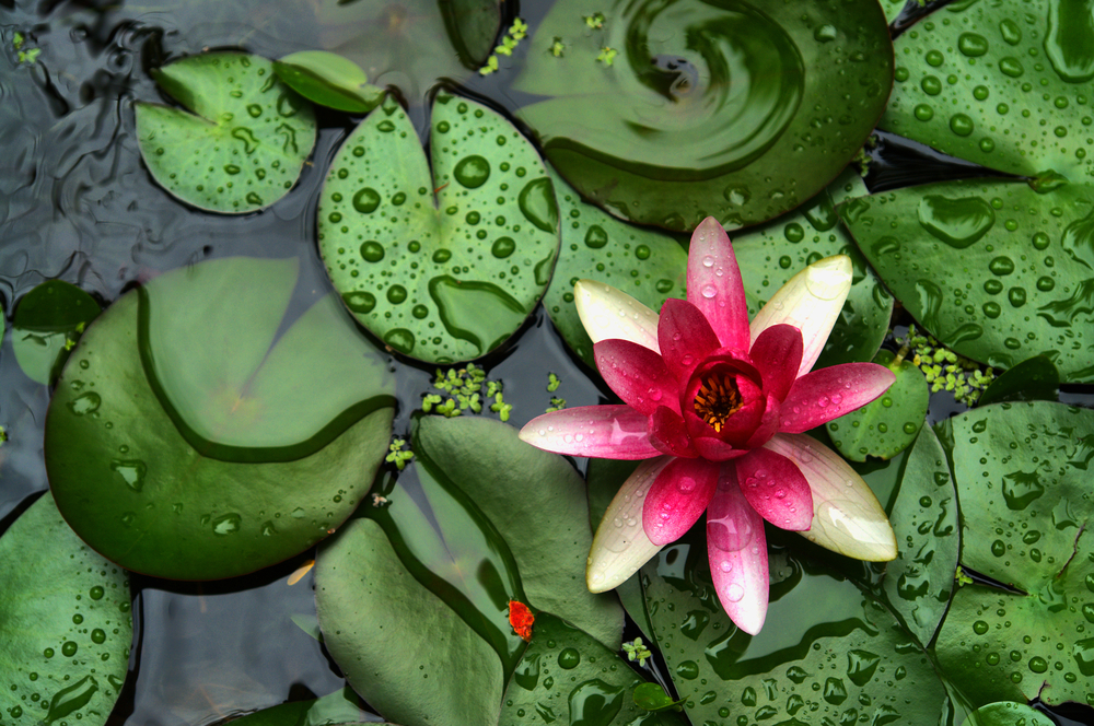 lilypads on water and flowers.